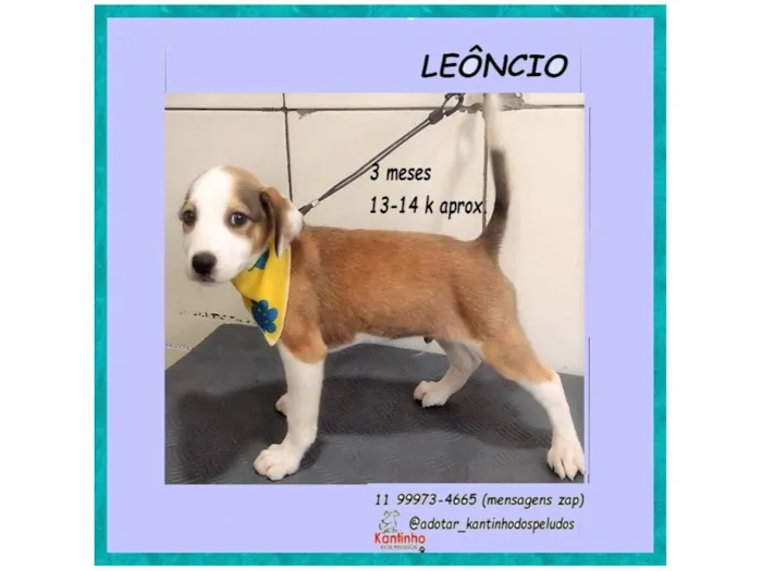 Cachorro raça SRD-ViraLata idade 2 a 6 meses nome LEÔNCIO
