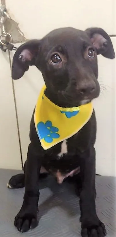 Cachorro raça SRD-ViraLata idade 2 a 6 meses nome LORD