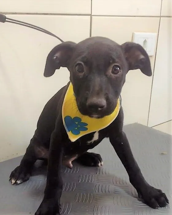 Cachorro raça SRD-ViraLata idade 2 a 6 meses nome LORD