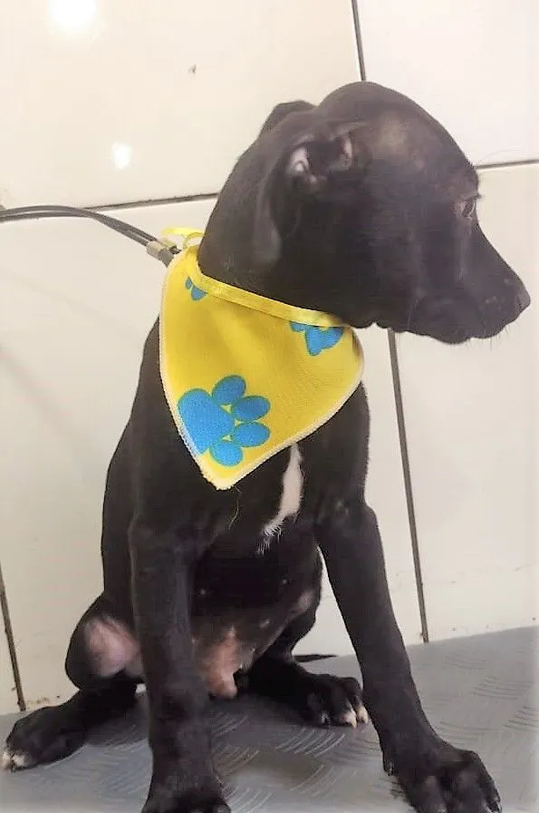 Cachorro raça SRD-ViraLata idade 2 a 6 meses nome LORD