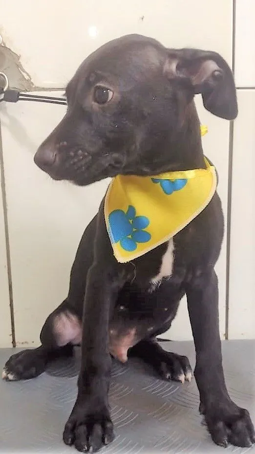 Cachorro raça SRD-ViraLata idade 2 a 6 meses nome LORD