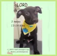 Cachorro raça SRD-ViraLata idade 2 a 6 meses nome LORD