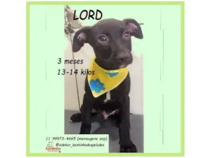 Cachorro raça SRD-ViraLata idade 2 a 6 meses nome LORD