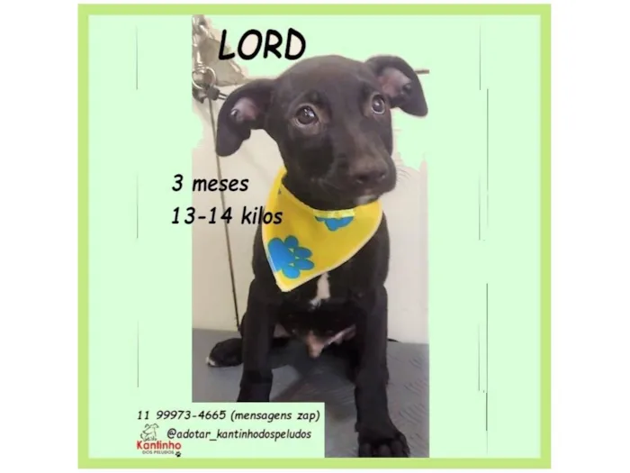 Cachorro raça SRD-ViraLata idade 2 a 6 meses nome LORD