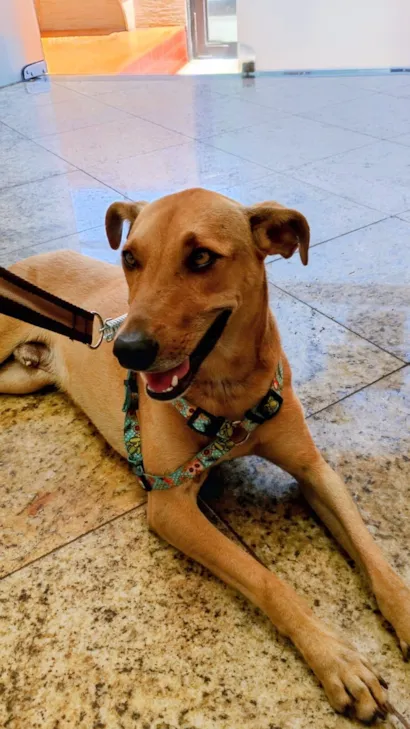 Cachorro raça SRD-ViraLata idade 2 anos nome Fabiano 