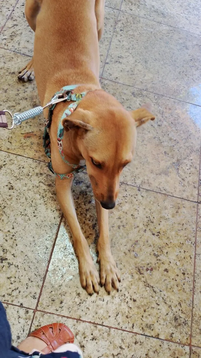 Cachorro raça SRD-ViraLata idade 2 anos nome Fabiano 