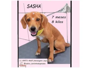 Cachorro raça SRD-ViraLata idade 7 a 11 meses nome SASHA