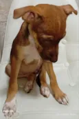 Cachorro raça SRD-ViraLata idade 2 a 6 meses nome Bibi