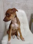 Cachorro raça SRD-ViraLata idade 2 a 6 meses nome Bibi