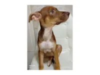 Cachorro raça SRD-ViraLata idade Abaixo de 2 meses nome Bibi