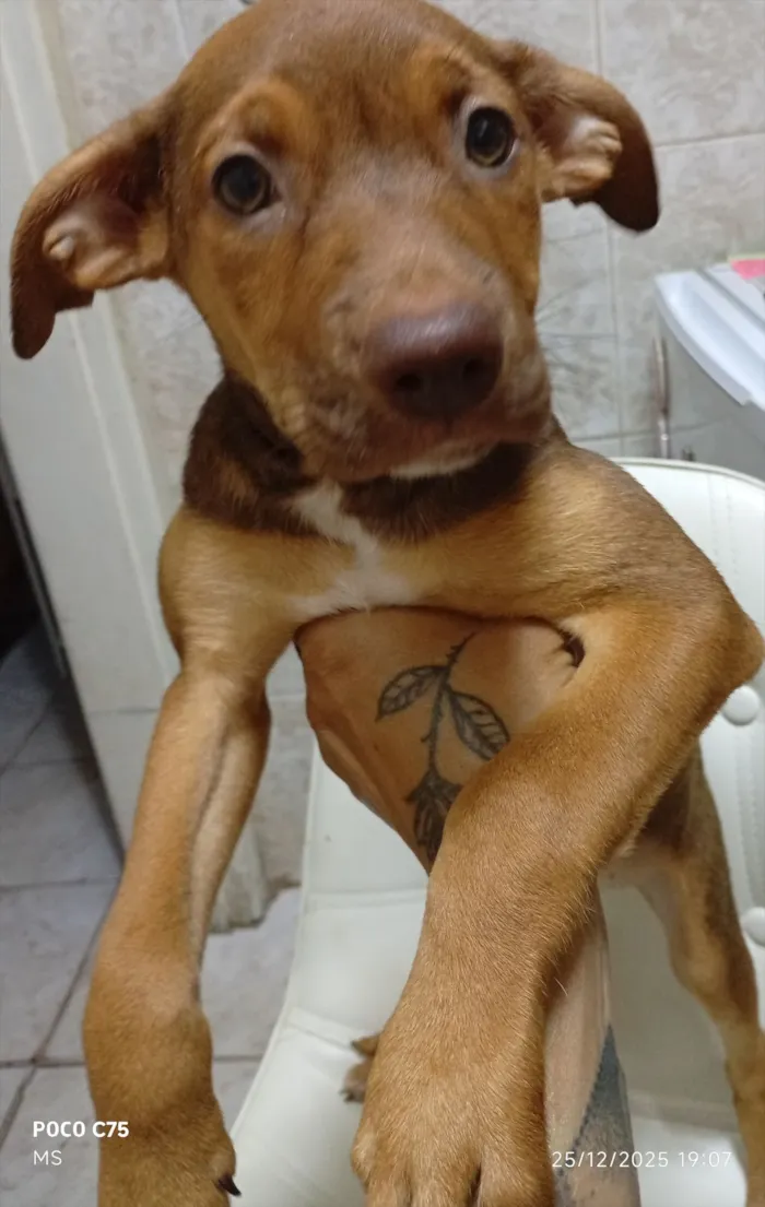 Cachorro raça SRD-ViraLata idade 2 a 6 meses nome Coragem