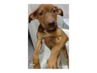 Cachorro raça SRD-ViraLata idade 2 a 6 meses nome Coragem