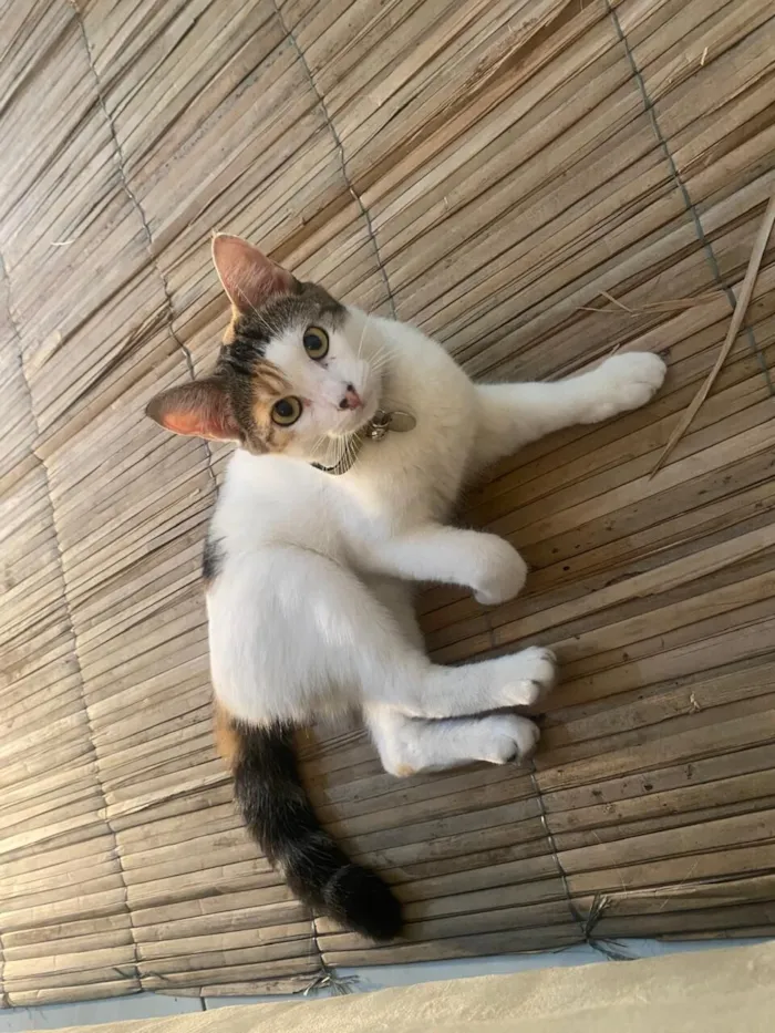 Gato raça SRD-ViraLata idade 2 anos nome Caju