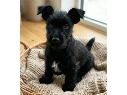 Cachorro raça SRD-ViraLata idade Abaixo de 2 meses nome Kovu