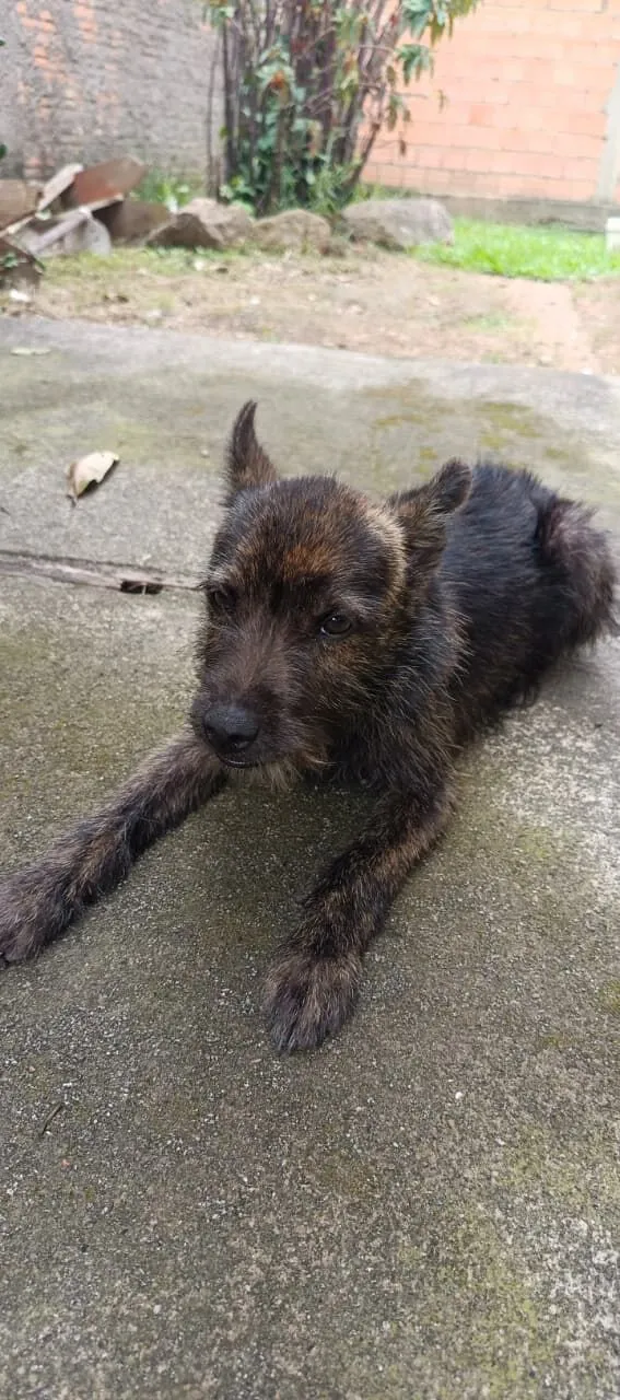 Cachorro raça Shitzu idade 2 a 6 meses nome Konan