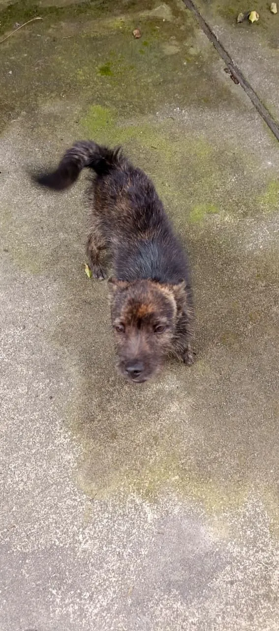 Cachorro raça Shitzu idade 2 a 6 meses nome Konan