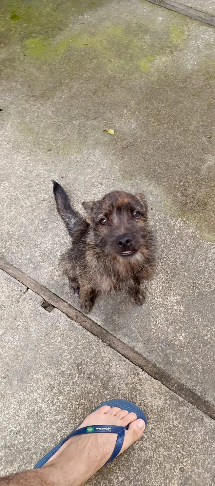 Cachorro raça Shitzu idade 2 a 6 meses nome Konan