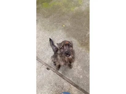 Cachorro raça Shitzu idade 2 a 6 meses nome Konan