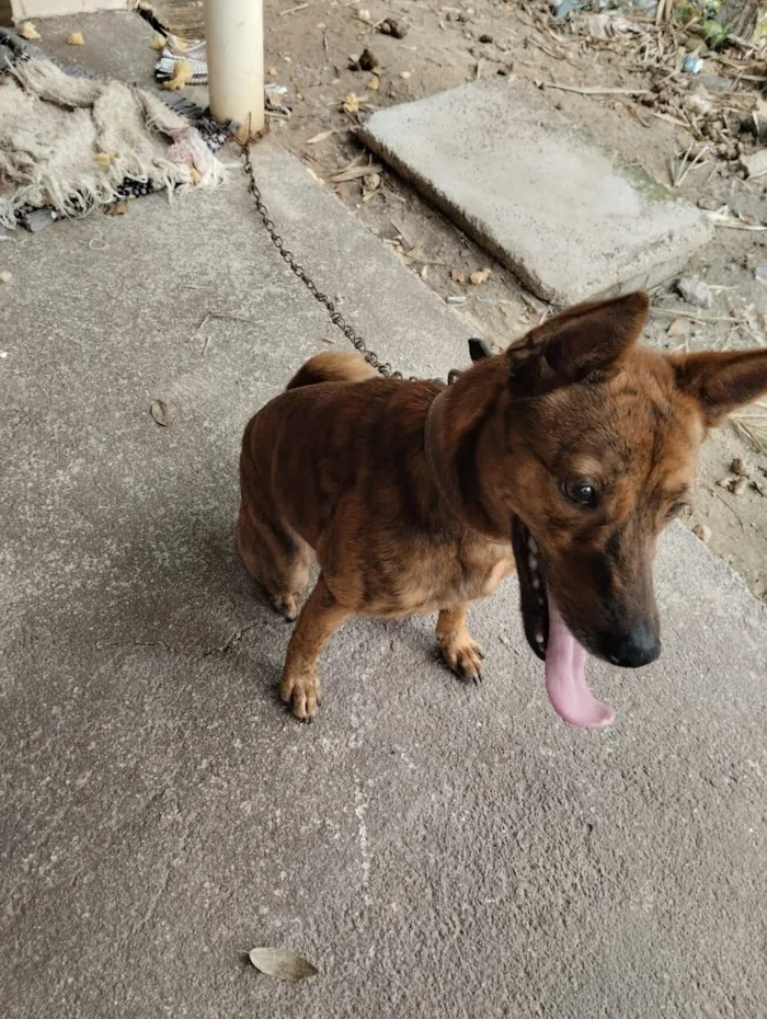 Cachorro raça SRD-ViraLata idade 1 ano nome Luna 