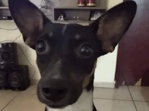 Cachorro raça SRD-ViraLata idade 6 ou mais anos nome Lola