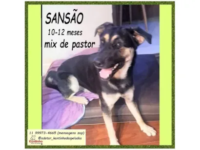 Cachorro raça Pastor Alemão idade 1 ano nome SANSÃO