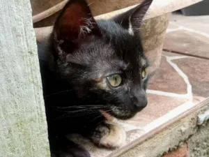 Gato raça SRD-ViraLata idade 2 a 6 meses nome Não demos nome ainda