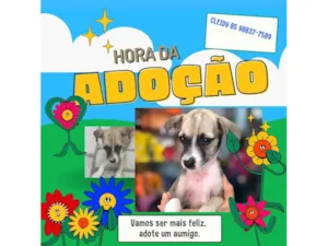 Cachorro raça SRD-ViraLata idade 2 a 6 meses nome Emiliano