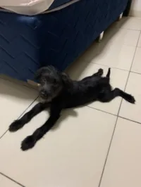 Cachorro raça Poodle idade 2 a 6 meses nome Belinha 