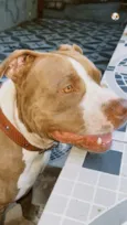 Cachorro raça Pit-Bull idade 3 anos nome Rambo