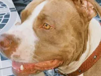 Cachorro raça Pit-Bull idade 3 anos nome Rambo