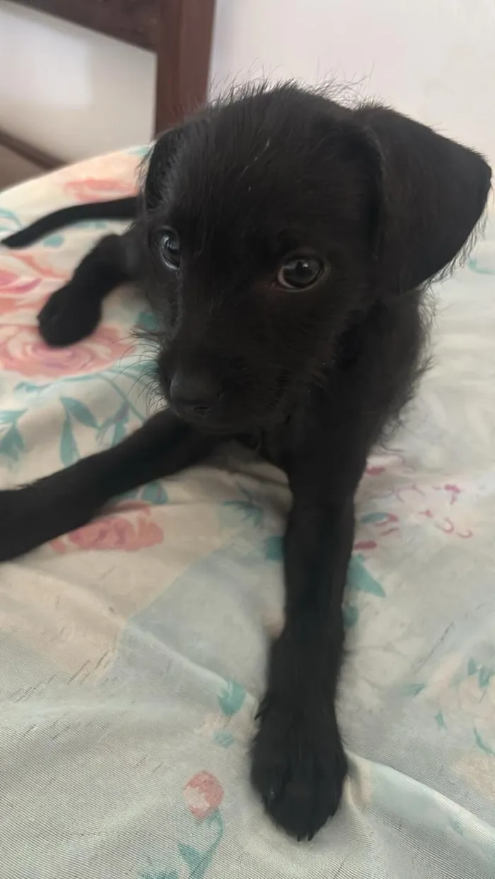 Cachorro raça SRD-ViraLata idade 2 a 6 meses nome Nina 