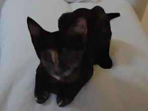 Gato raça SRD-ViraLata idade 2 a 6 meses nome Teimosa