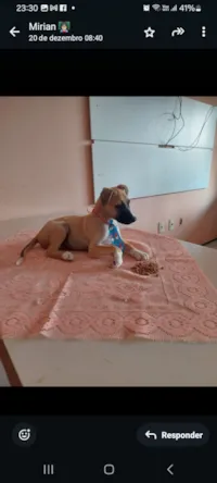 Cachorro raça SRD-ViraLata idade 2 a 6 meses nome Dudu