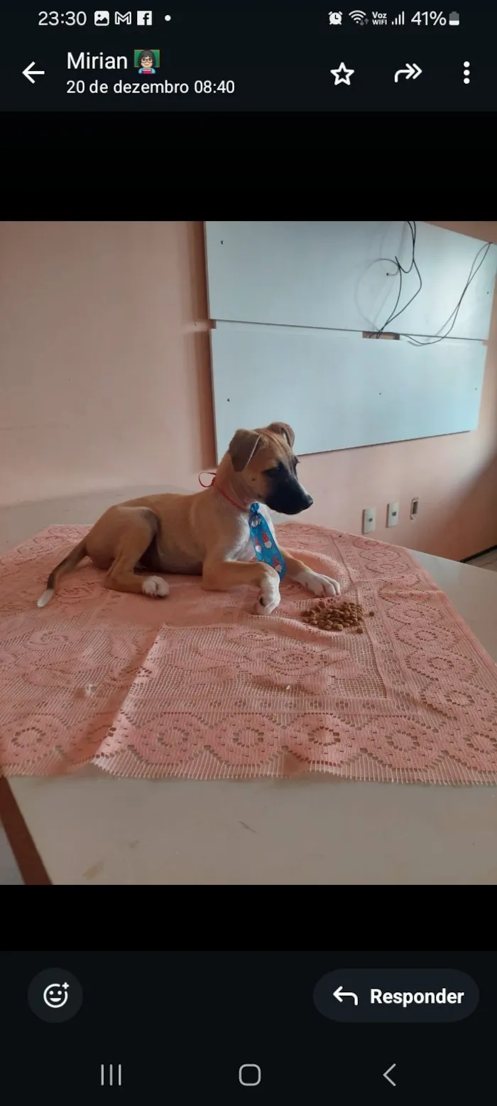 Cachorro raça SRD-ViraLata idade 2 a 6 meses nome Dudu