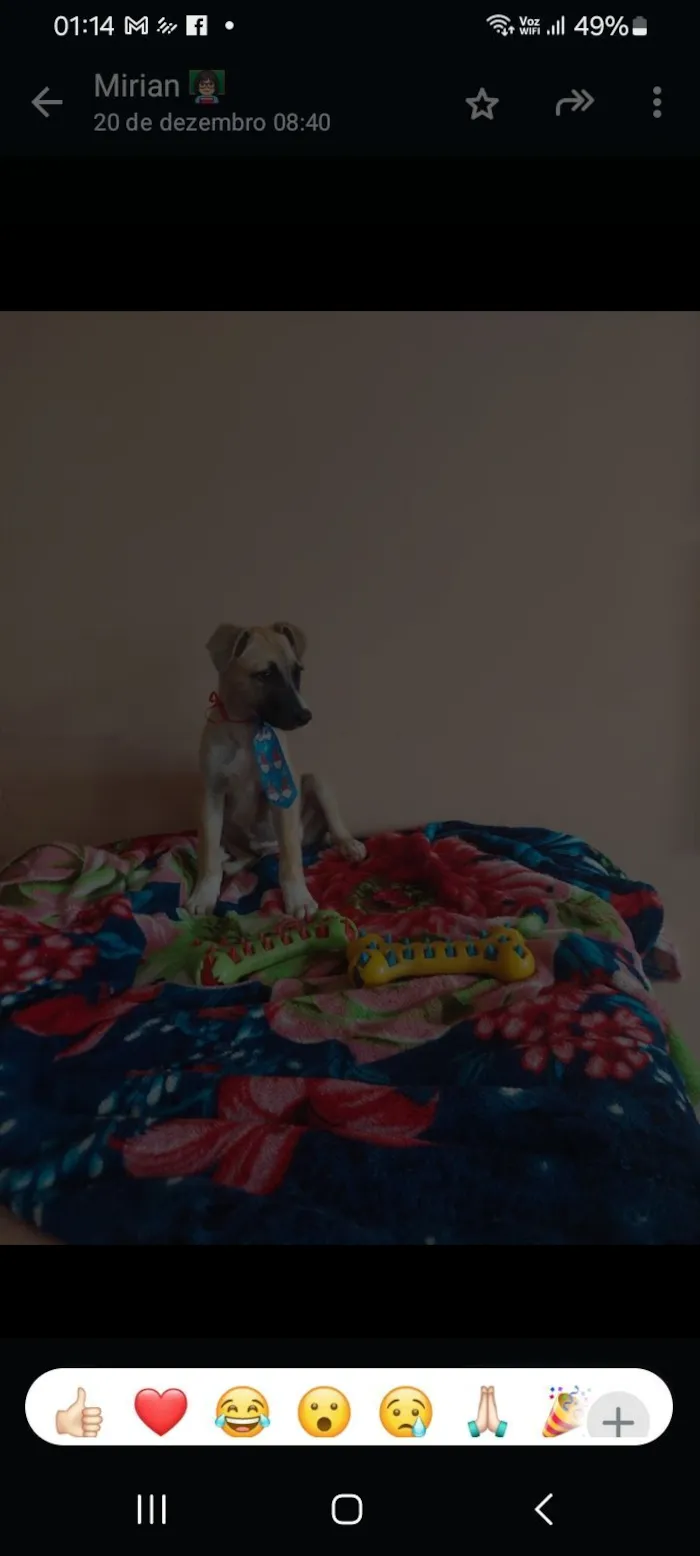 Cachorro raça SRD-ViraLata idade 2 a 6 meses nome Dudu