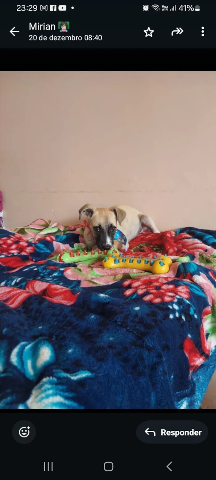 Cachorro raça SRD-ViraLata idade 2 a 6 meses nome Dudu