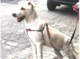 Cachorro raça SRD-ViraLata idade 7 a 11 meses nome Yone
