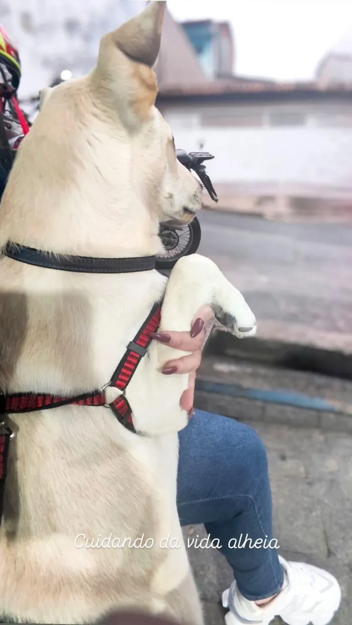 Cachorro raça SRD-ViraLata idade 7 a 11 meses nome Yone