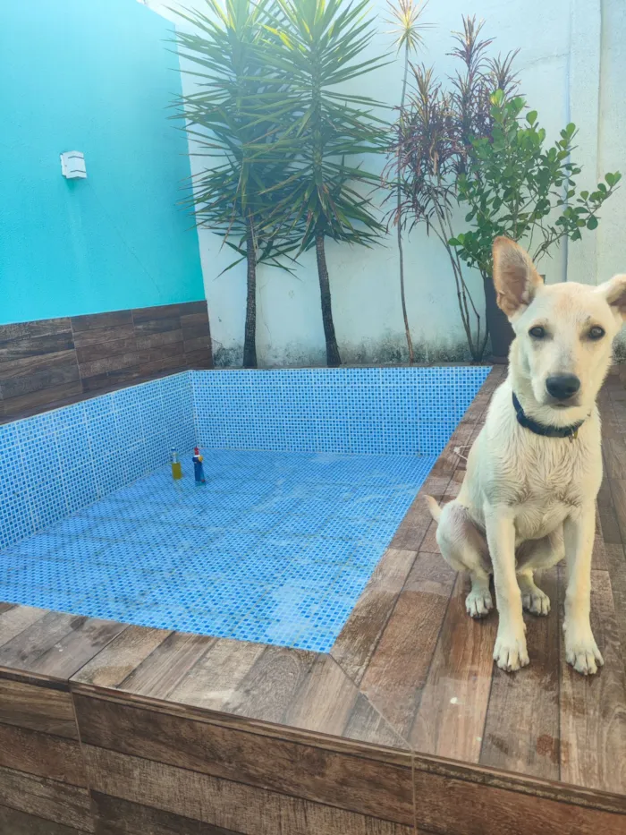 Cachorro raça SRD-ViraLata idade 7 a 11 meses nome Yone