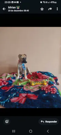 Cachorro raça SRD-ViraLata idade 2 a 6 meses nome Dudu 