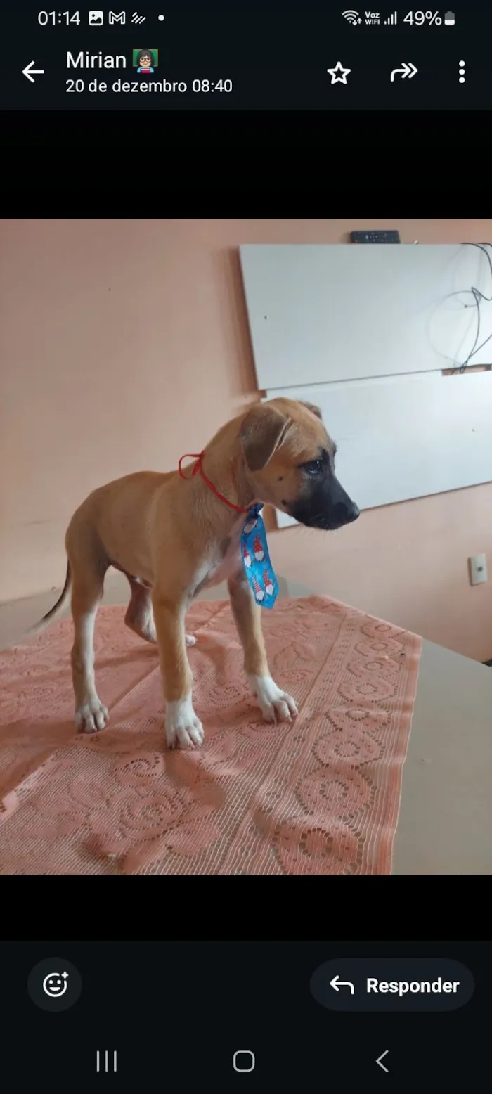 Cachorro raça SRD-ViraLata idade 2 a 6 meses nome Dudu 