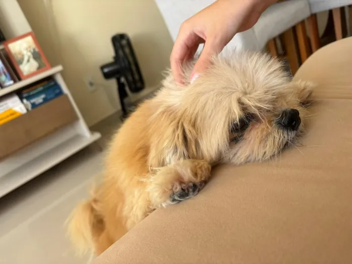 Cachorro raça Shitzu idade 6 ou mais anos nome Não possui