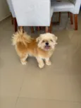 Cachorro raça Shitzu idade 6 ou mais anos nome Não sabemos