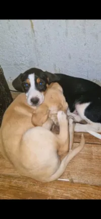 Cachorro raça SRD-ViraLata idade 7 a 11 meses nome Pimpão, florzinha e nego doce