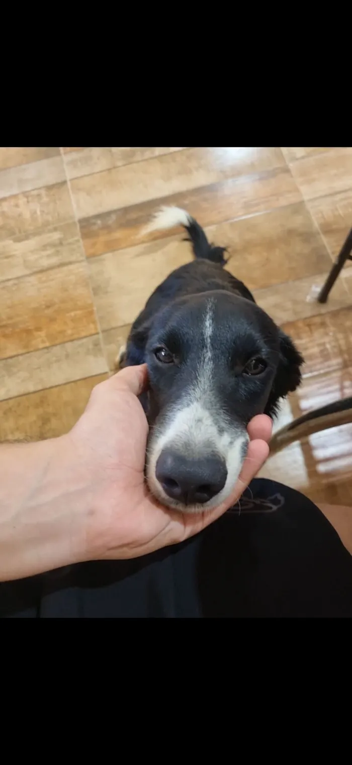 Cachorro raça SRD-ViraLata idade 7 a 11 meses nome Pimpão, florzinha e nego doce