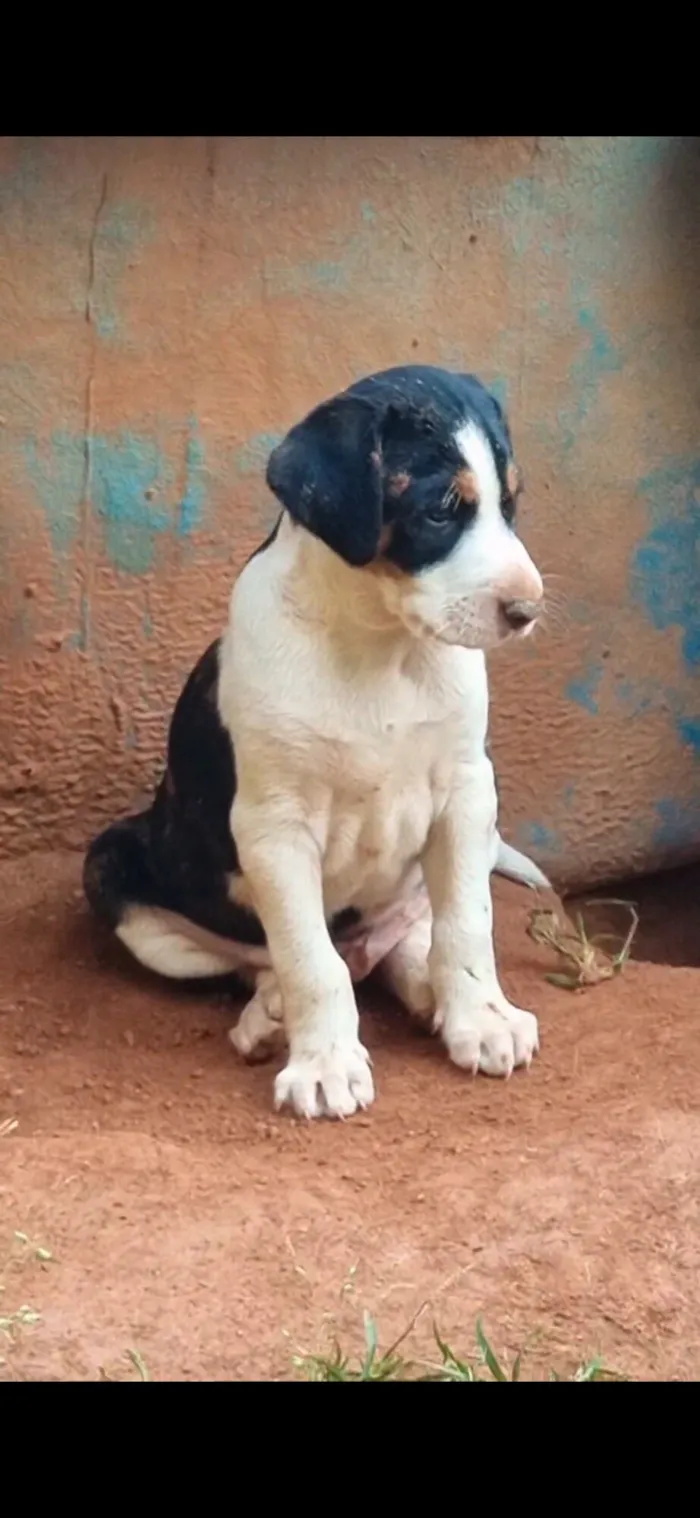 Cachorro raça SRD-ViraLata idade 7 a 11 meses nome Pimpão, florzinha e nego doce