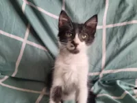 Gato raça SRD-ViraLata idade 2 a 6 meses nome Tofu