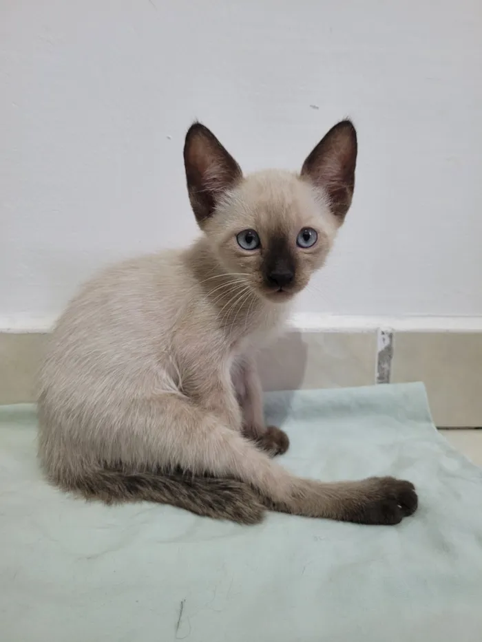 Gato raça SRD-ViraLata idade 2 a 6 meses nome Pimpi