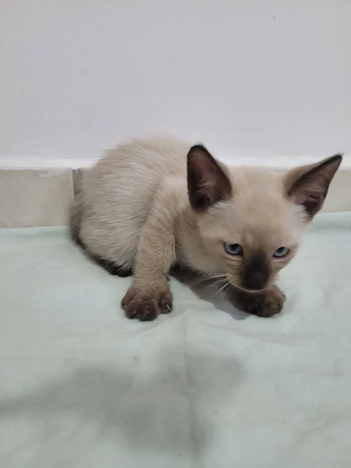 Gato raça SRD-ViraLata idade 2 a 6 meses nome Pimpi