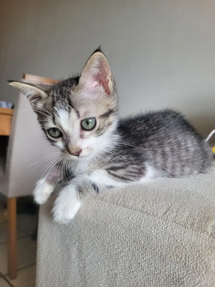 Gato raça SRD-ViraLata idade Abaixo de 2 meses nome Paçoca 